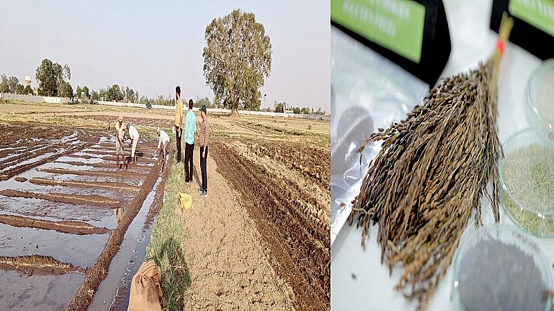 Varanasi News: GI क्षेत्रों में काला नमक चावल के परीक्षण को बढ़ावा देगा इर्री, 80 से ज्यादा प्रजातियों पर वाराणसी में शोध