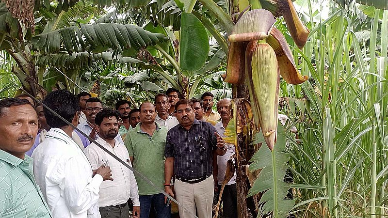 Lakhimpur Kheri News: अधिक उपज देने वाले गन्ना किसानों के अनुभव का लाभ लेने पहुंचे किसान, गन्ना महकमे ने कराया विजिट