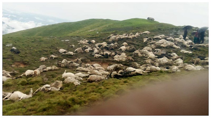 Bageshwar News: उत्तराखंड में बड़ा हादसा, आकाशीय बिजली गिरने से 400 बकरियों की मौत