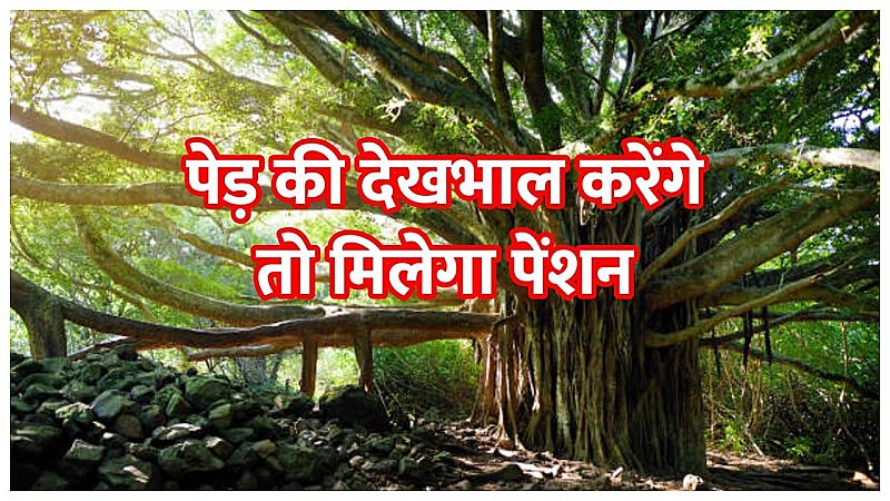 Pension Scheme for Trees: आपके यहां भी 75 वर्ष पुराना पेड़, तो फटाफट लीजिए 2500 रुपये महीने पेंशन