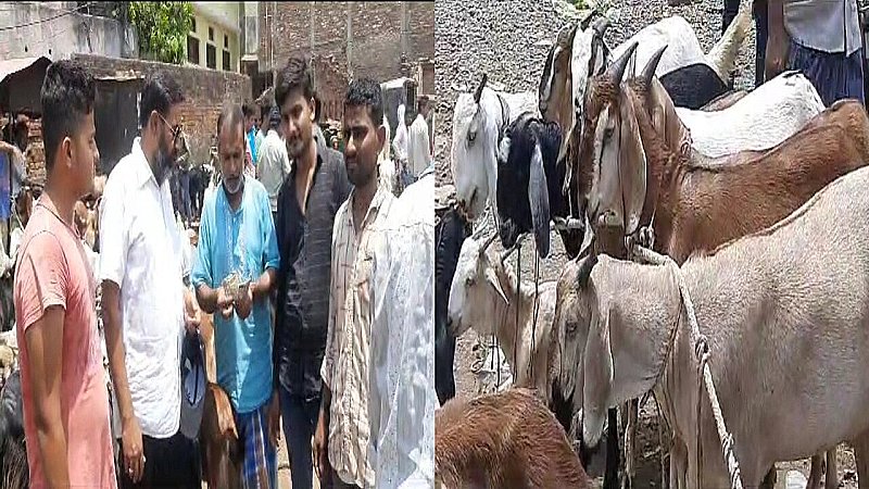 Prayagraj News: बकरीद को लेकर गुलजार हुए बाजार, बकरों पर महंगाई की मार, राजस्थानी बकरे की बड़ी डिमांड