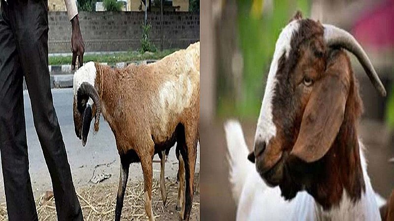 Pakistan News: पाकिस्तान में बकरों की शामत, धड़ाधड़ हो रहे चोरी