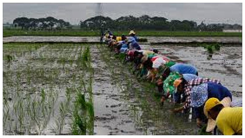 Barsat Me Kiski Kheti Kare: बारिश में धान के अलावा किसान कर सकता है इन फसलों की खेती, कम लागत में होगी बंपर कमाई