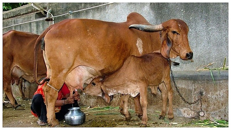 India Most Expensive Cow: इन नस्लों की गायें किसानों को कर रहीं मालामाल, कई गुना बढ़ता है दूध का कारोबार
