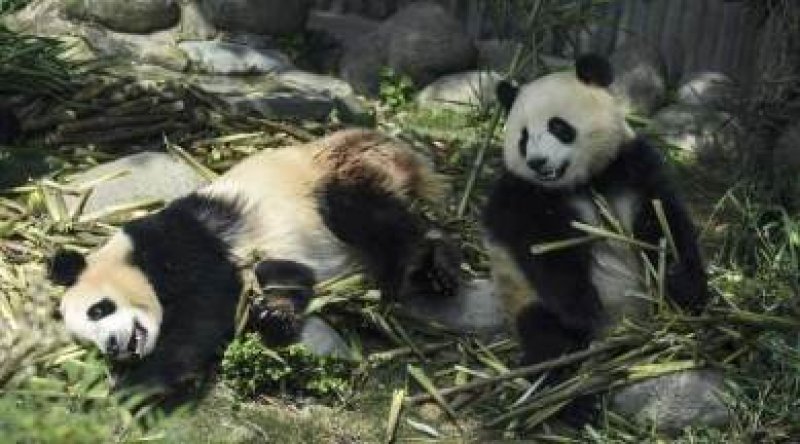 Youll find it amusing to watch a baby panda attempt to get into a hammock