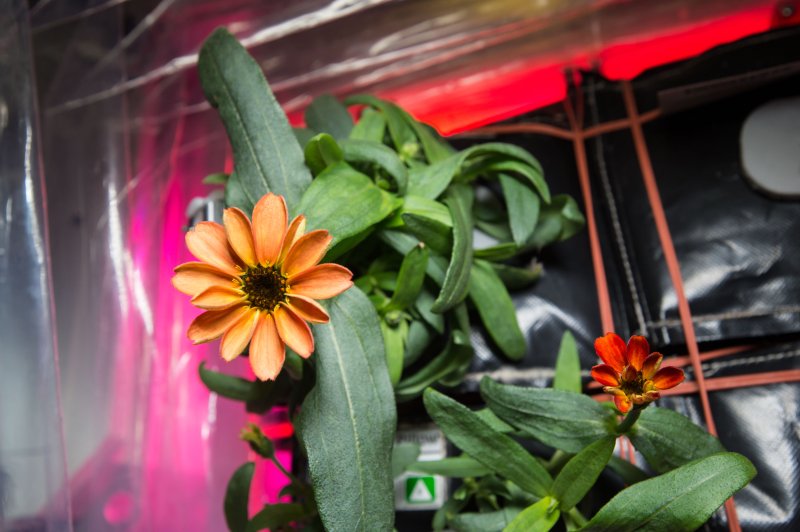 NASA shares stunning pic of flower grown in space