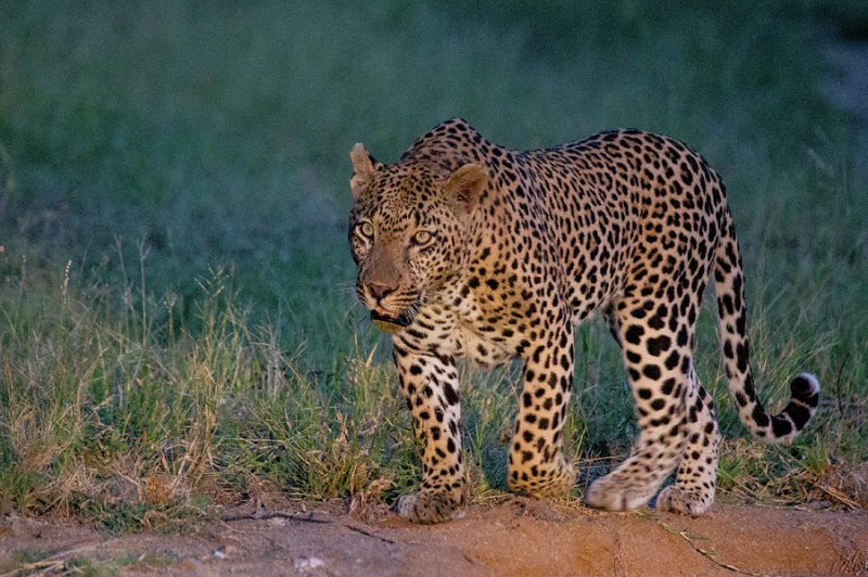 Innocent Baby Bird Walks up to Leopard - Crazy Ending 