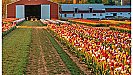 Flower Farming Business:  बारिश में इन फूलों की खेती कर पाएं बंफर मुनाफा, बाजार काफी डिमांड