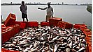 Fish Farming Business: ऐसे शुरू करें मछली पालन का व्यवसाय, कमाएं लाखों रुपए महीना; सरकार भी करेगी मदद