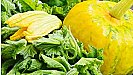 Health Benefits: सेहत के लिए जड़ी-बूटी हैं कद्दू के पत्ते,  दूर होती है दिल और कैंसर जैसी कई बीमारियां