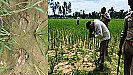 Barabanki News: बाराबंकी में आया खुंखार तेंदुआ, दो किसानों पर  हमला कर जख्मी किया, वन विभाग टीम कर रही कॉम्बिंग