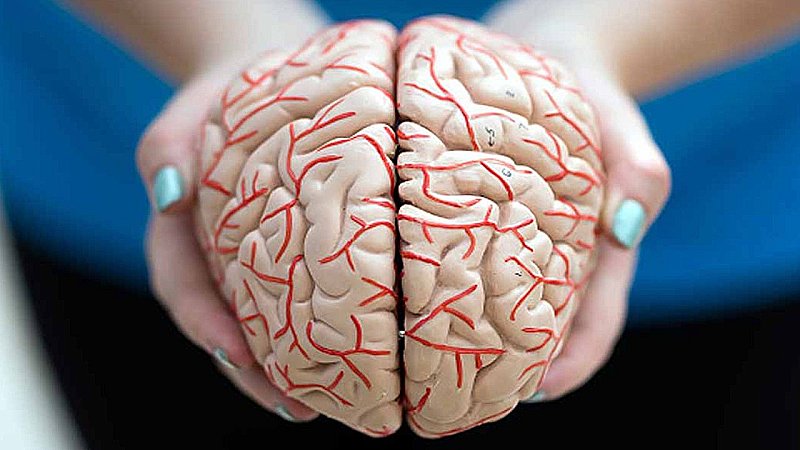 Human Brain: 10 प्रतिशत तक सिकुड़ गया इंसान का दिमाग, जाने इसकी डरा देने वाली वजह