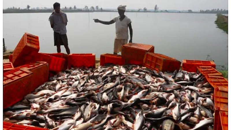 Fish Farming Business: ऐसे शुरू करें मछली पालन का व्यवसाय, कमाएं लाखों रुपए महीना; सरकार भी करेगी मदद