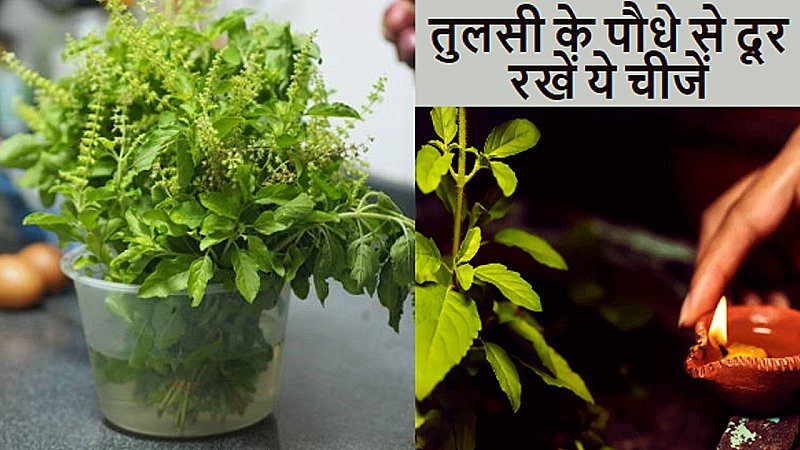 Tulsi Plant Vastu Tips: इन से दूर रखें अपना तुलसी का पौधा, वरना हो जायेंगे बर्बाद, जानिए तुलसी का वास्तु ज्ञान
