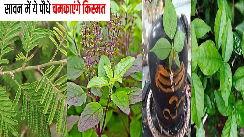 Sawan Special Plants: इन 9 पौधों को लगाने से बरसेगा धन, सावन में जरूर लाएँ अपने घर