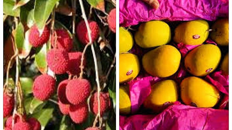 किसानों के लिए बड़ी जानकारी: फलो के विदेशों में बढ़ रहे निर्यात ने दिया तोहफा, मिल रहे बेहतरीन दाम