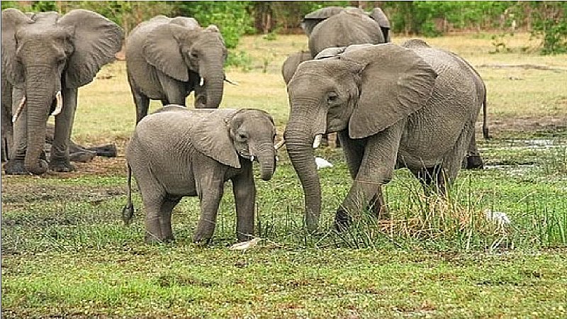 UP News: जानें क्यों दुधवा नेशनल पार्क में ट्रेंड किए जाएंगे पीलीभीत के हाथी