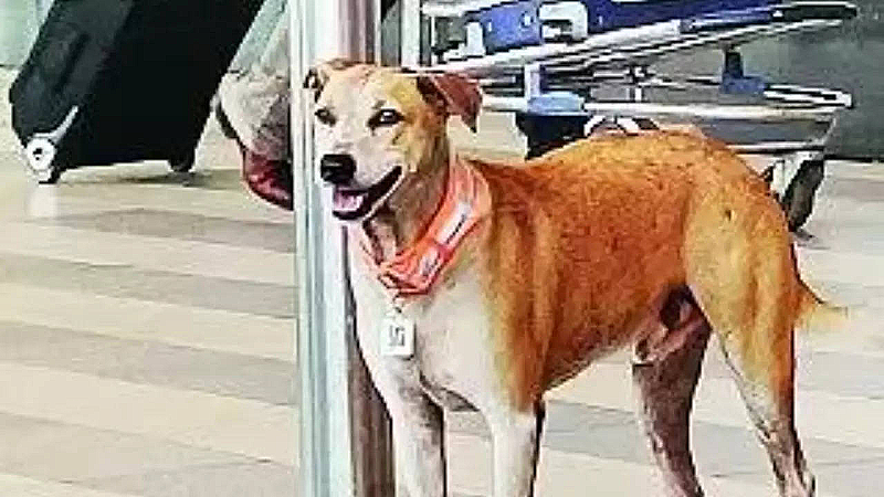 Mumbai Airport: एयरपोर्ट के बाहर मौजूद आवारा कुत्तों को दिया गया ‘आधार’ कार्ड, जानें इस कवायद के पीछे की वजह