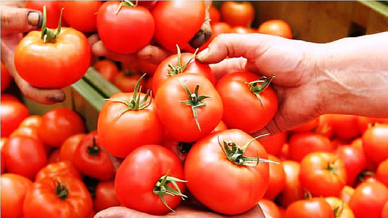 Tomato Prices: टमाटर बेंचकर करोड़पति बन गया ये किसान, 30 दिन में बेंचे डेढ़ करोड़ के टमाटर