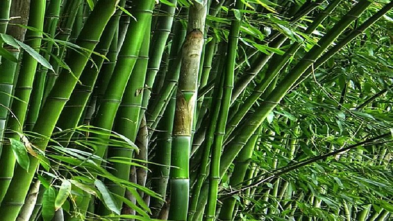 Bamboo Business in UP: करोड़पति बनेगा यूपी का किसान, अब बांस का बिजनेस करें आप भी