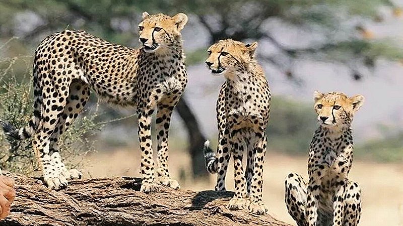 Kuno Cheetahs Death: इसलिए मर रहे कुनो के चीते, रेडियो कॉलर बने जानलेवा, अब हटाये जाएंगे