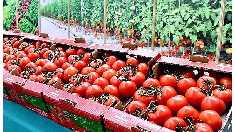 Tomato Business Ideas:  टमाटर का बिजनेस विदेश में कैसे करें, क्या-क्या चाहिए डॉक्यूमेंट