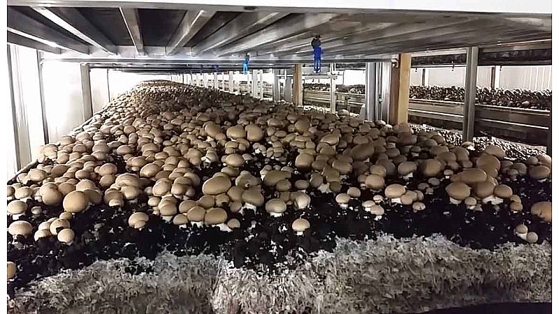 Mushroom Farming: लाखों कमाने का मौका, खेत में उगाएं मशरूम की फसल, खरीद लेंगे महंगी कार
