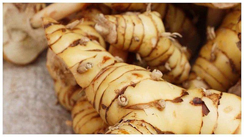 Galangal Benefits-Side Effects: पाचन तंत्र को मज़बूत बनाता है गलांगल, जानिये इसके लाभ और साइड इफेक्ट्स