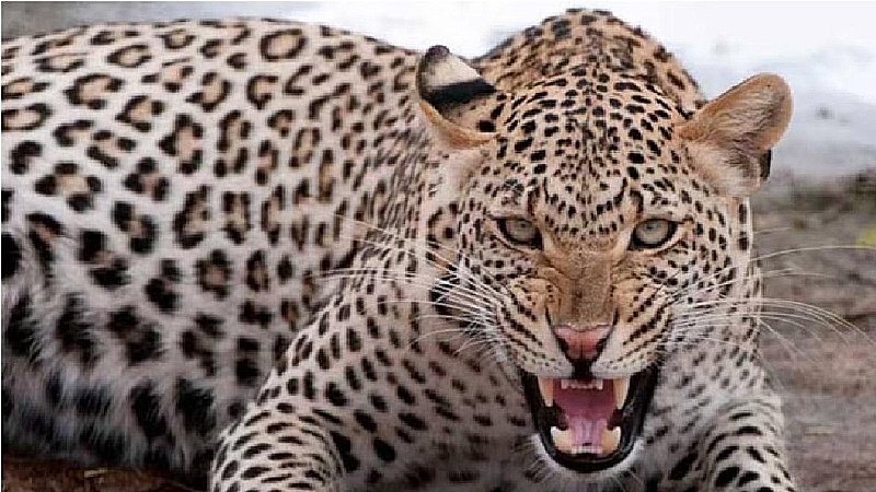 Leopard in Lucknow: लखनऊ में घुसा तेंदुआ, दहशत में ये इलाका, सर्च ऑपरेशन में लगी पुलिस और वन विभाग की टीम