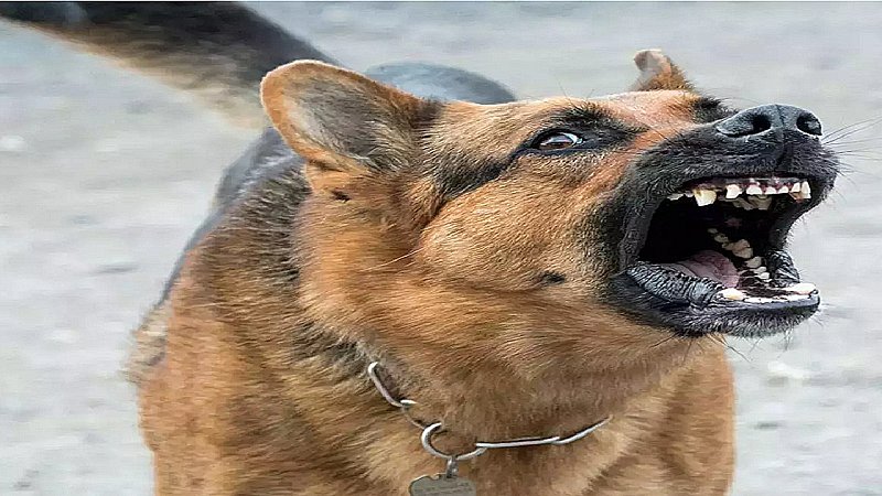 Lucknow News: राजधानी में दबंगों ने कुत्ते से क्रूरता, पुलिस ने आठ के खिलाफ दर्ज की एफआईआर