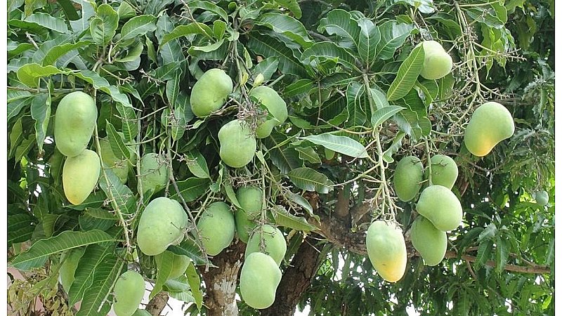 Mango Cultivation: आम की इस प्रजाति से किसान कमा रहे एक सीजन में लाखों रुपये, जानें कैसे करें खेती