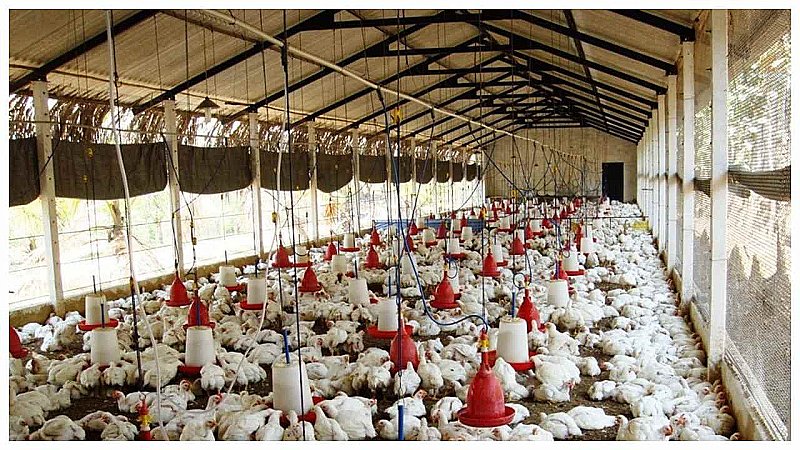 Varanasi News: मुर्गियों को हांकने के लिए तिरंगा का प्रयोग करना युवक को पड़ा भारी, आदमपुर थाने में एफआईआर दर्ज