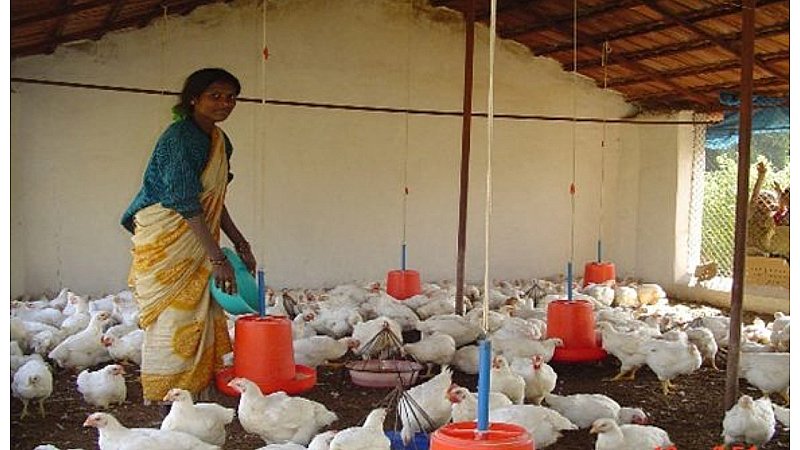 Murgi Palan Kaise Kare: मुर्गी पालन का व्यवसाय लोगों को बनाता है मालामाल, अपने पास से भी नहीं लगती ज्यादा पूंजी