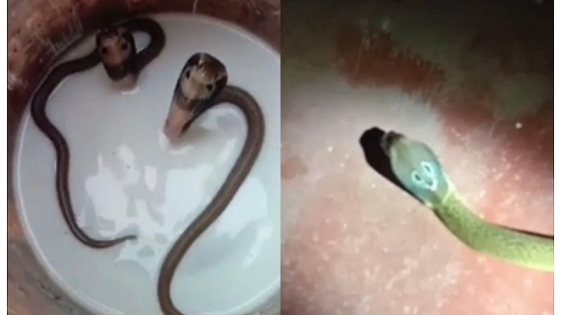 Bihar News: बाप रे बाप! घर पर कोबरा सांप का डेरा, घर का मालिक परेशान, बाथरूम बनवाते समय दें ध्यान