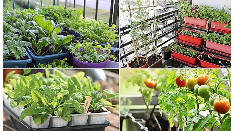 Vegetable Garden on Terrace: घर की छतें भी सुधारती हैं लोगों का आर्थिक बजट, आखिर कैसे? जानिए यहां
