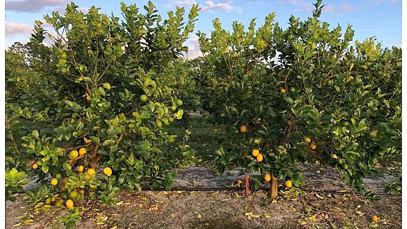 Nimbu Ki Kheti:  नींबू की खेती से किसान साल भर में बन जाता है अमीर, जानिए क्या है तरीका ?