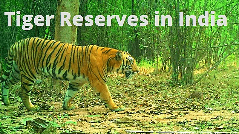 Tiger Reserves in India: जंगल के राजा बाघ को देखना है दुर्लभ, अंतर्राष्ट्रीय बाघ दिवस के दिन करें इन टाइगर रिज़र्व की सैर