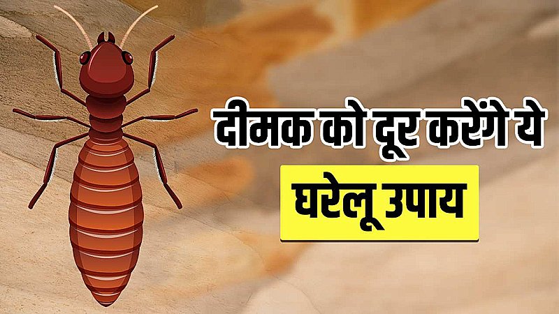 Kill Termites Naturally: जानिए प्राकृतिक रूप से दीमकों से कैसे पाएं छुटकारा, अपने घर को कीटों से बचाने के आसान तरीके