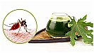 Dengue Home Remedies: बरसात के मौसम में जलजमाव से फैलता है डेंगू, जानें इसके घरेलू उपचार