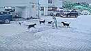 Ghaziabad Video: पाँच खूँखार कुत्तों ने बच्चे पर किया हमला, सामने से दौड़ पड़ा डिलीवरी ब्वॉय, देखें वीडियो