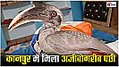 Kanpur News: गोविंदनगर में मिला अजीबोगरीब पंछी, दो चोंच वाले पक्षी को देखने उमड़ी भीड़ 