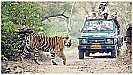 Rajaji National Park History: जानें राजाजी नेशनल पार्क का इतिहास, कब घूमने का होता है सही समय