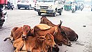 Kanpur News: पशु पालने वाले हो जाएं सावधान, पशु ने रोड पर किया गोबर तो भरना पड़ेगा इतने हजार का चालान