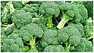 Broccoli Benefits: ब्रेन और पेट दोनों के लिए बेहतरीन है ब्रोकोली, अपने डाइट लिस्ट में जरूर करें शामिल