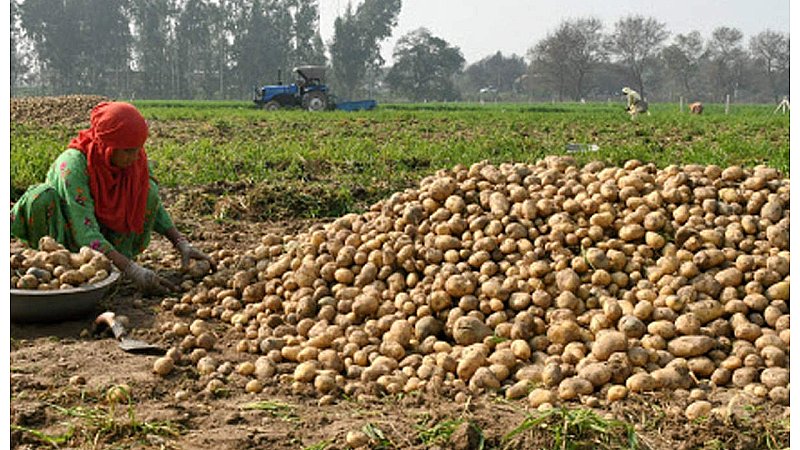 Potato Farming: आलू की यह प्रजाति किसानों को बना रही लखपति, कम पानी में तैयार हो रही फसल, जानें कैसे करें?