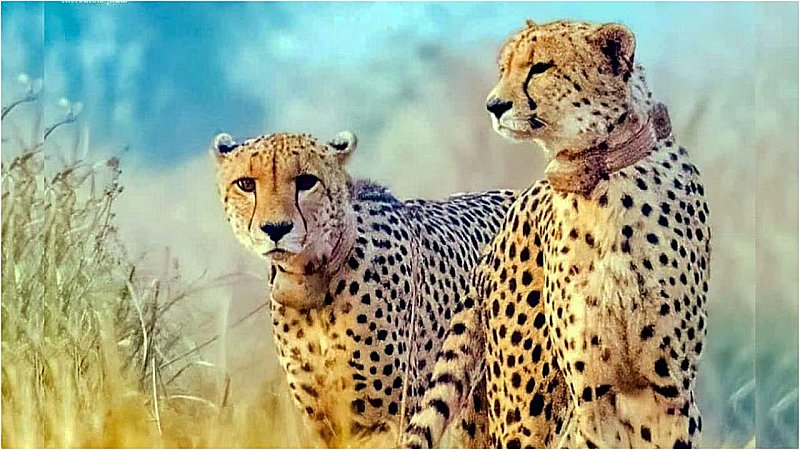 Kuno Cheetah Death: कूनो में अब ‘तब्लीशी‘ की मौत, नामीबिया से लाई गई थी, दो दिन से थी लापता
