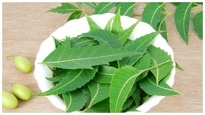 Neem Benefits: बरसात के मौसम में नीम है रामबाण, कई बिमारियों को रखता है दूर