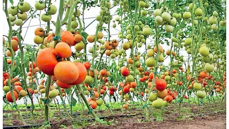 Tomato Cultivation: खुशखबरी! टमाटर की खेती पर अब यूपी सरकार करेगी किसान की मदद, ऐसे उठाएं योजना का लाभ