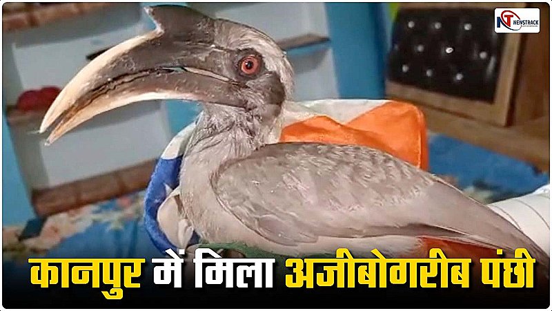 Kanpur News: गोविंदनगर में मिला अजीबोगरीब पंछी, दो चोंच वाले पक्षी को देखने उमड़ी भीड़