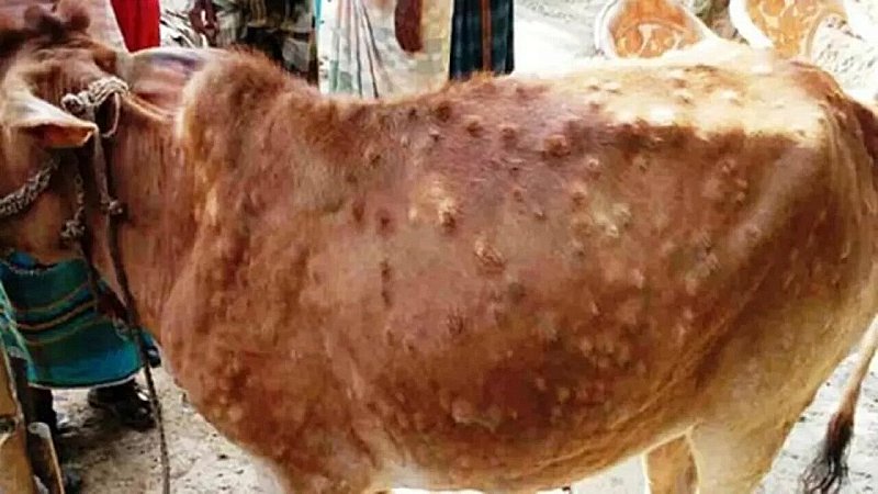 Kushinagar News: पशुओं में लंपी के संक्रमण से दुग्ध कारोबार प्रभावित